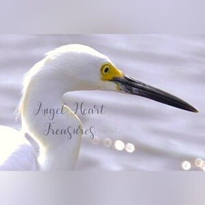 4x6 Original Nature Photography Of Snowy Egret Bird Photo Print